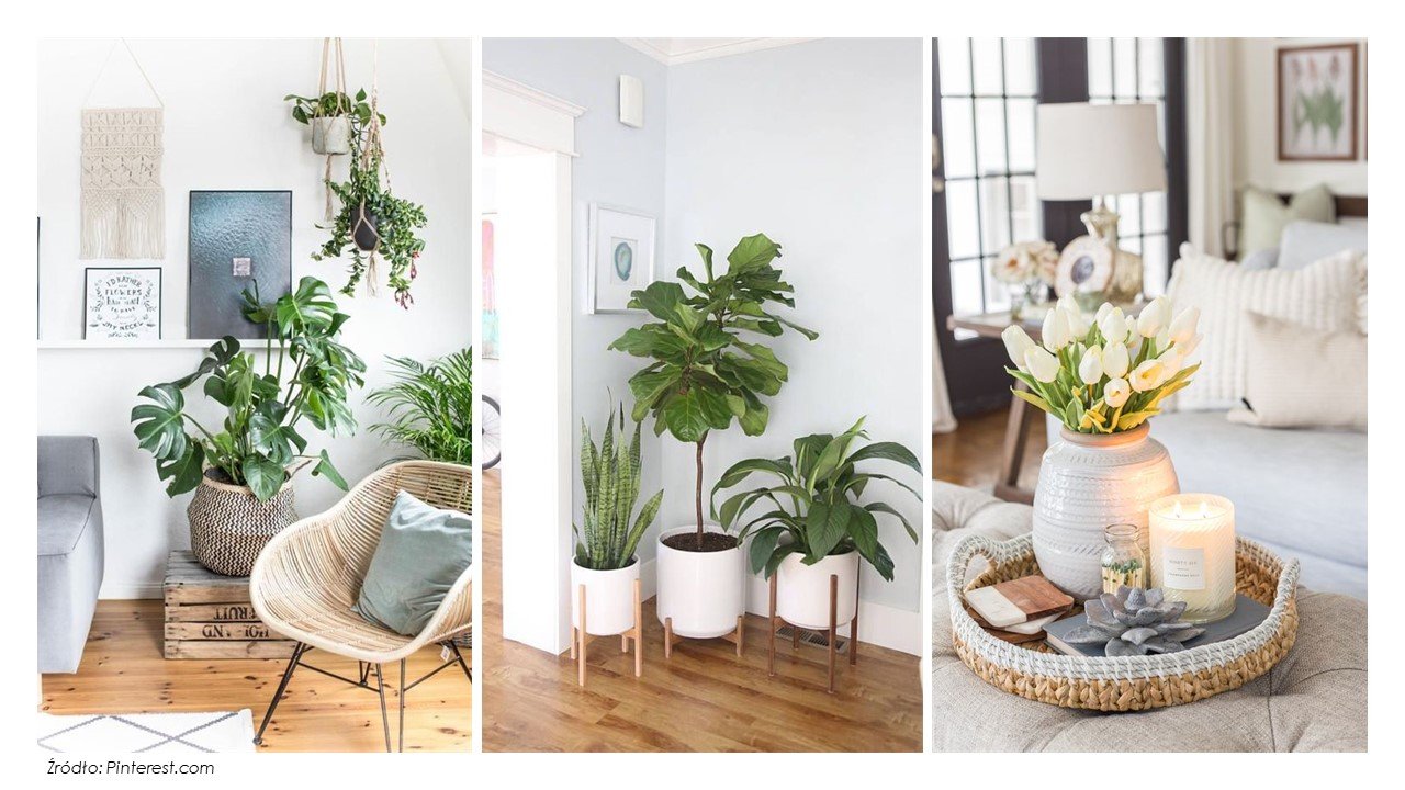 rośliny w mieszkaniu