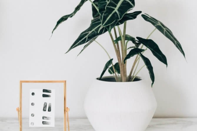 Rośliny w stylu skandynawskim Rośliny w stylu skandynawskim