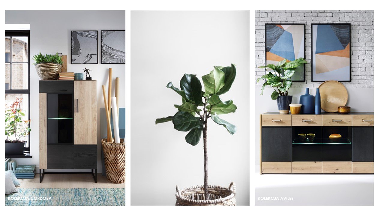 rośliny we wnętrzu