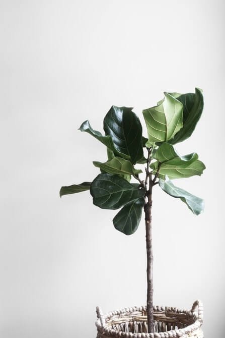 Zieleń w stylu skandynawskim Zieleń w stylu skandynawskim